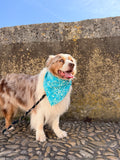 Bandana Billy
